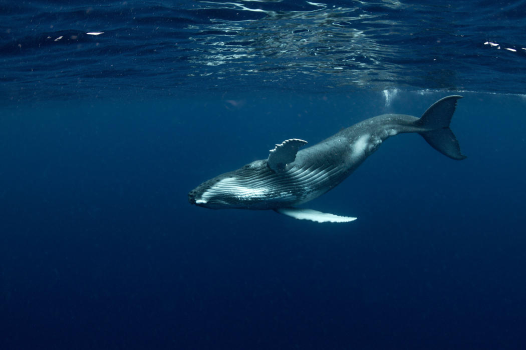 marine mamal at sea