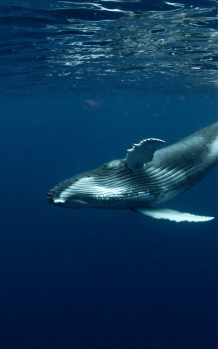 Ocean monitoring