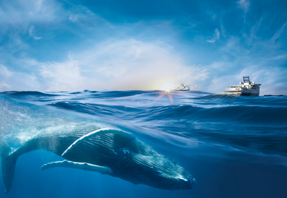 whale at sea and seismic vessel in operation in the distance